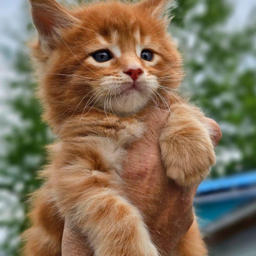 Изображение питомца