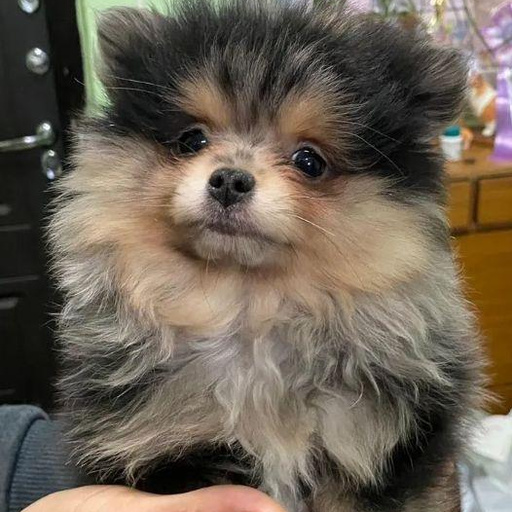 Изображение питомца