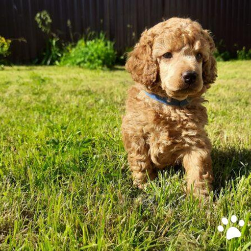 Изображение питомца