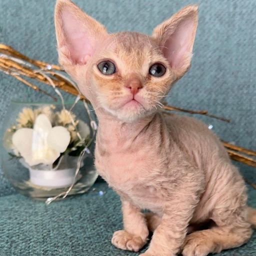 Изображение питомца