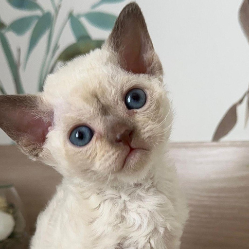 Изображение питомца