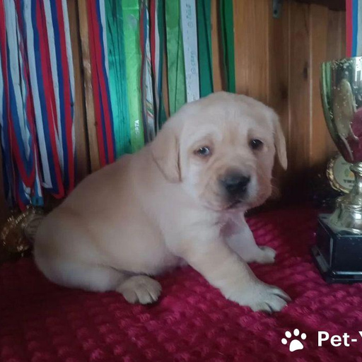 Изображение питомца