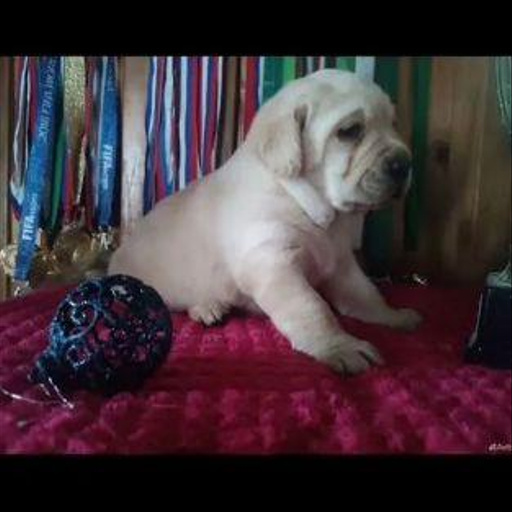 Изображение питомца