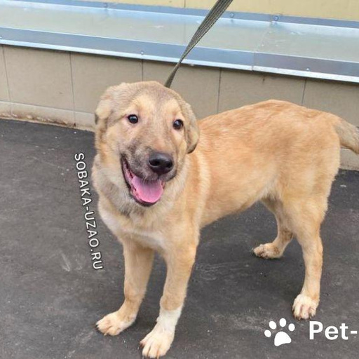 Изображение питомца