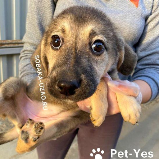 Изображение питомца