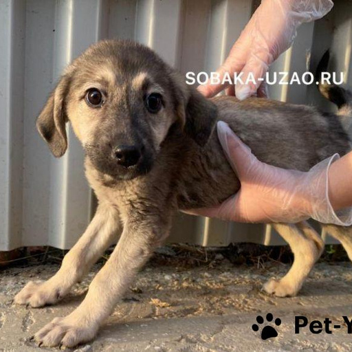 Изображение питомца