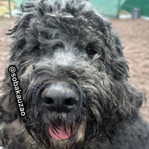 Изображение питомца