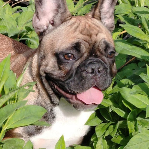 Изображение питомца