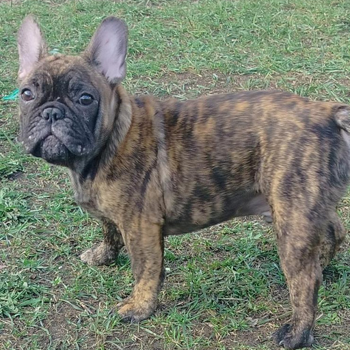 Изображение питомца