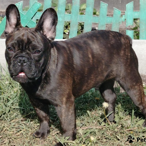 Изображение питомца