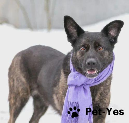 Изображение питомца