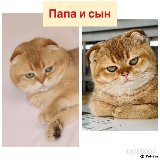 Изображение питомца