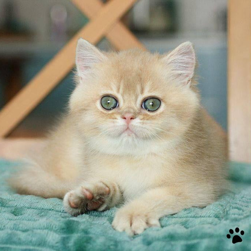 Изображение питомца