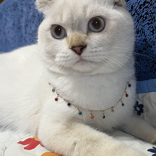 Изображение питомца