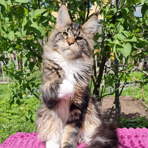 Изображение питомца