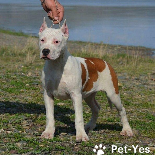 Изображение питомца