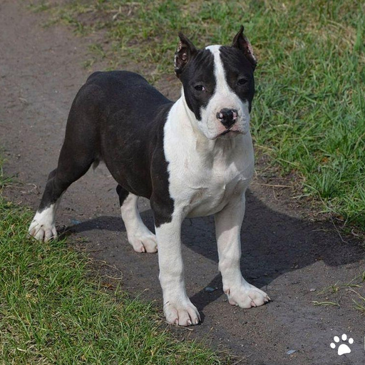 Изображение питомца