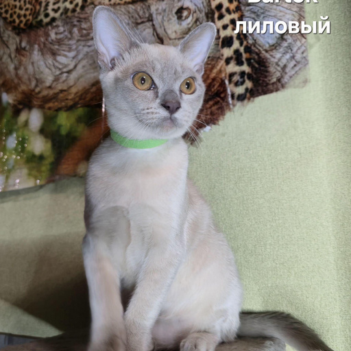 Изображение питомца