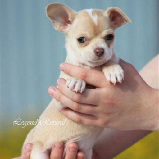 Изображение питомца