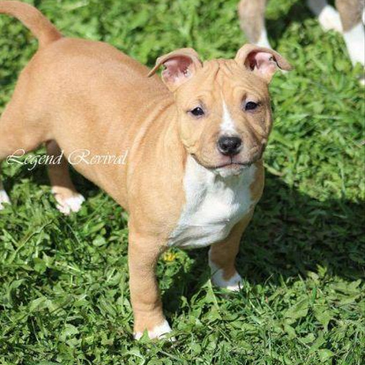 Изображение питомца