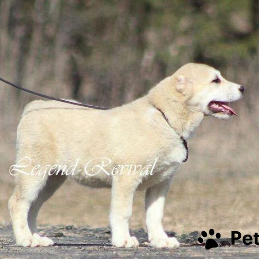 Изображение питомца