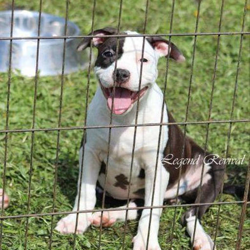 Изображение питомца