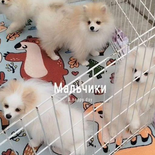 Изображение питомца
