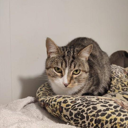 Изображение питомца