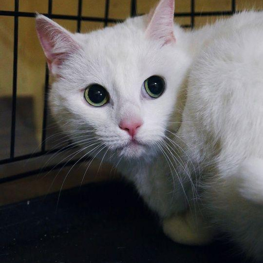 Изображение питомца