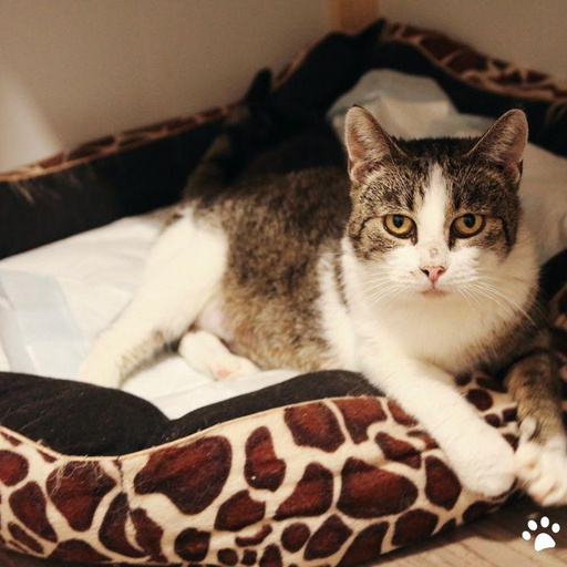 Изображение питомца