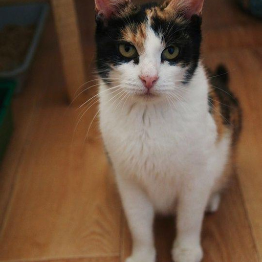 Изображение питомца