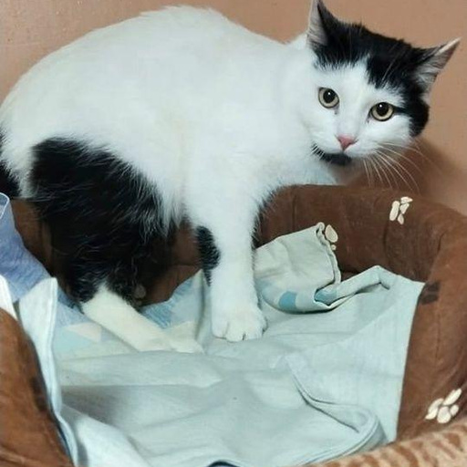 Изображение питомца