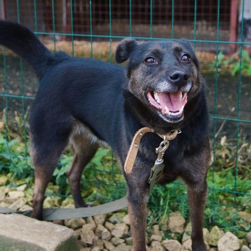 Изображение питомца