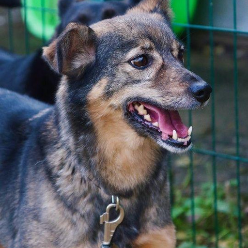 Изображение питомца