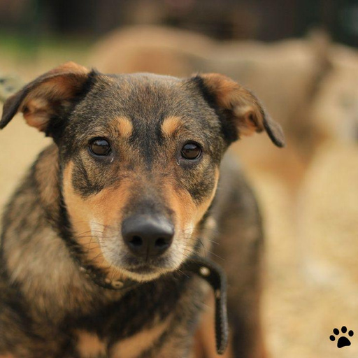 Изображение питомца