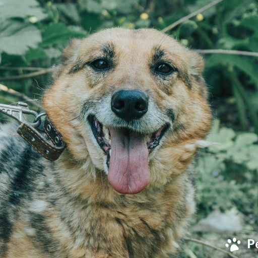 Изображение питомца