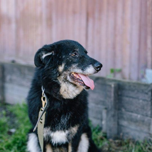 Изображение питомца