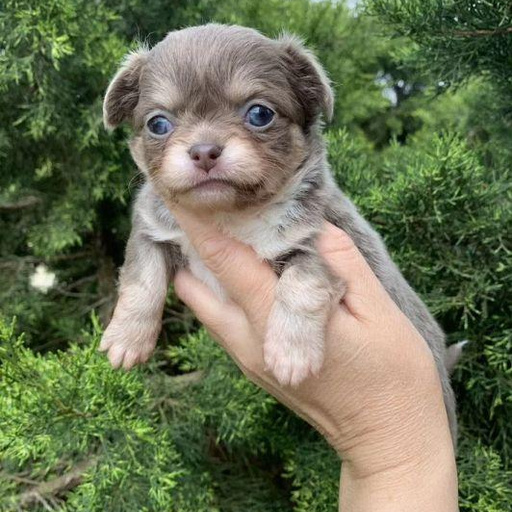 Изображение питомца