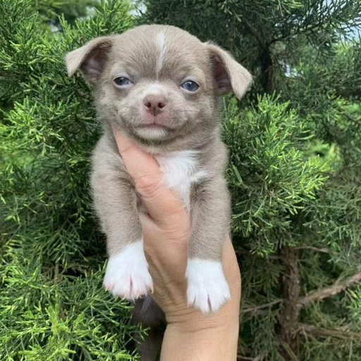 Изображение питомца