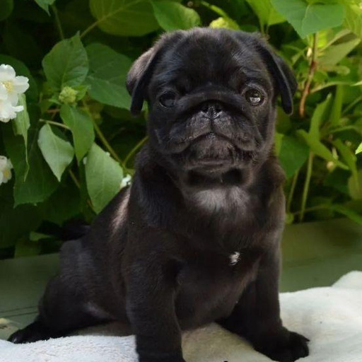 Изображение питомца