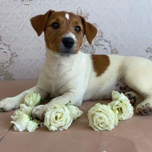 Изображение питомца