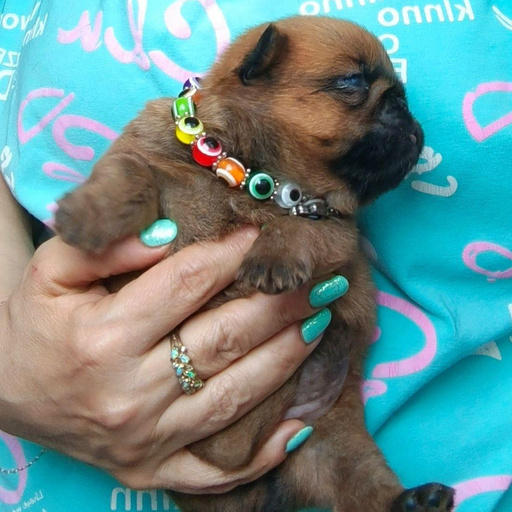 Изображение питомца