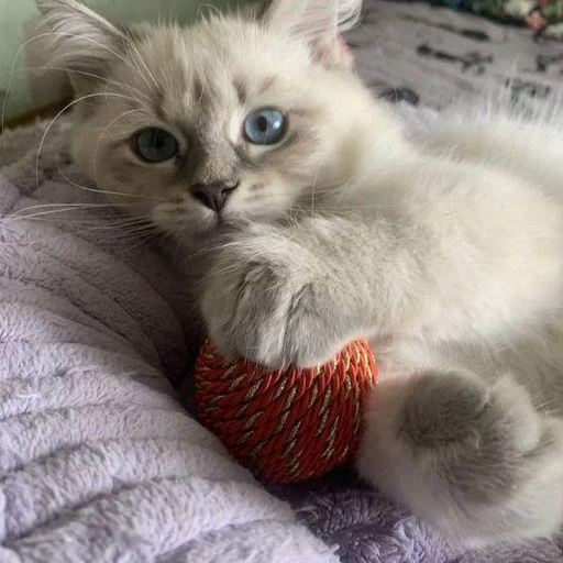 Изображение питомца