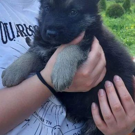 Изображение питомца