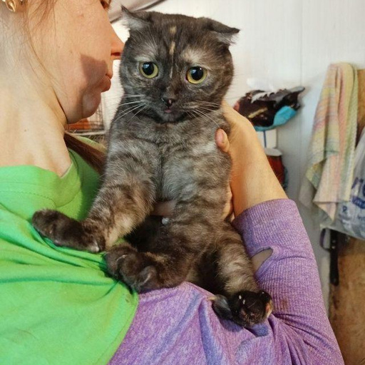 Изображение питомца