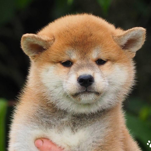 Изображение питомца