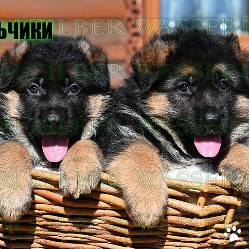 Изображение питомца