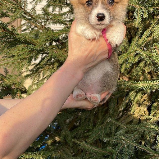 Изображение питомца