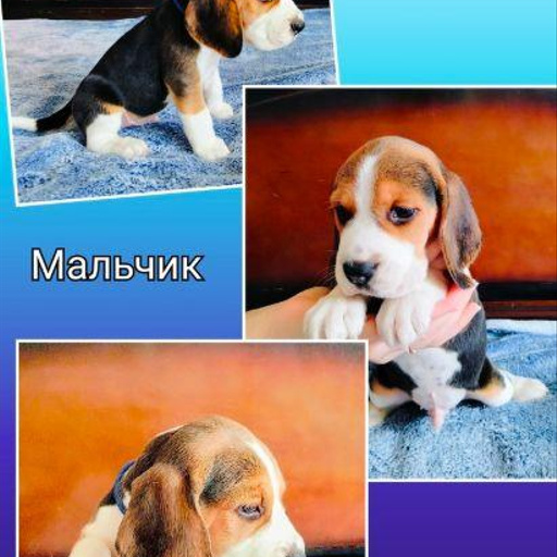 Изображение питомца