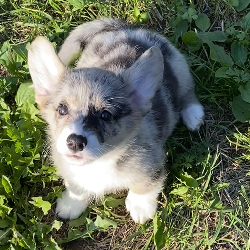 Изображение питомца